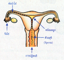 การปฏิสนธิ