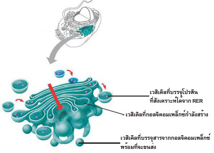 ดูภาพขนาดใหญ่