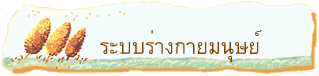 ระบบร่างกายมนุษย์