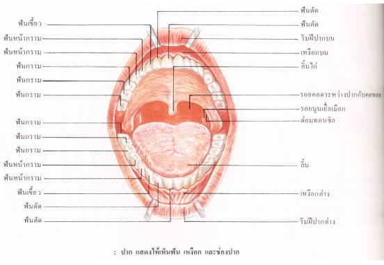 ปาก | Digestive System