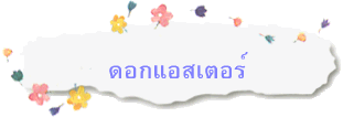 ดอกแอสเตอร์