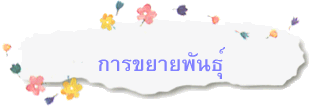 การขยายพันธุ์