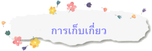 การเก็บเกี่ยว