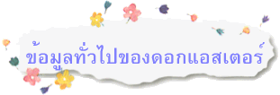 ข้อมูลทั่วไปของดอกแอสเตอร์