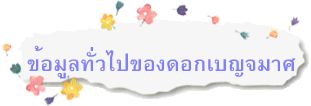 ข้อมูลทั่วไปของดอกเบญจมาศ