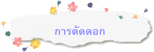 การตัดดอก