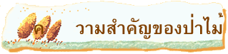 ความสำคัญของป่าไม้